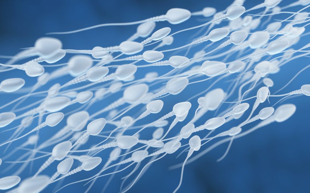Spermatogeneze je složitý proces tvorby zralé spermie, která je schopna oplodnit ženské vajíčko